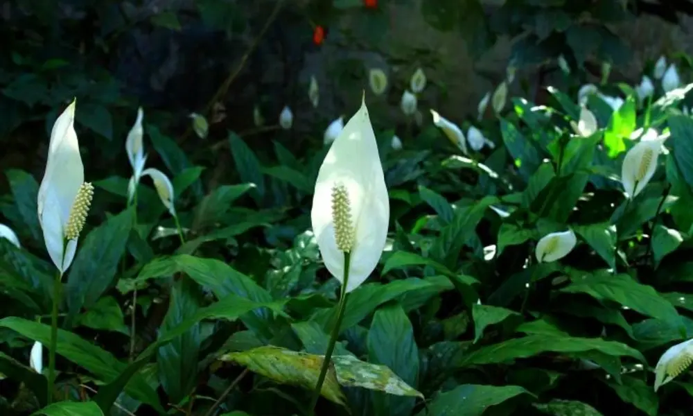 Peeacelily | Best Bedroom Plants for Better Sleep: Top Green Companions for Nighttime Rest Peace Lily (Spathiphyllum)
