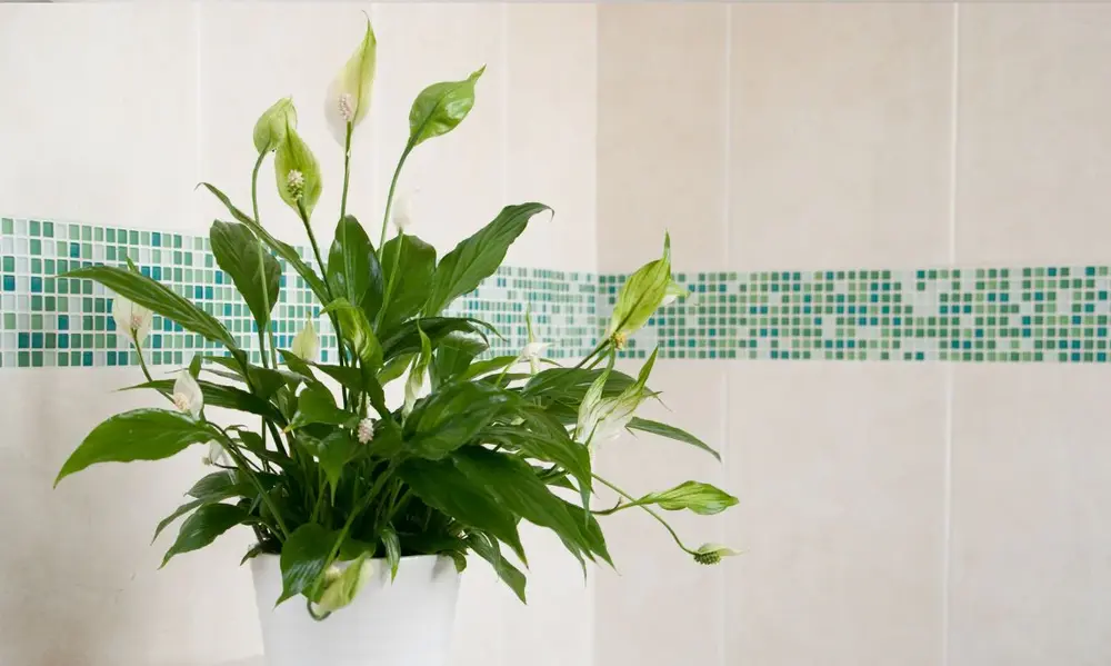 Peeacelily | Peace Lily Allergy: Symptoms and How to Avoid this Allergy Peace Lily Allergy Triggers vs. Common Houseplant Reactions