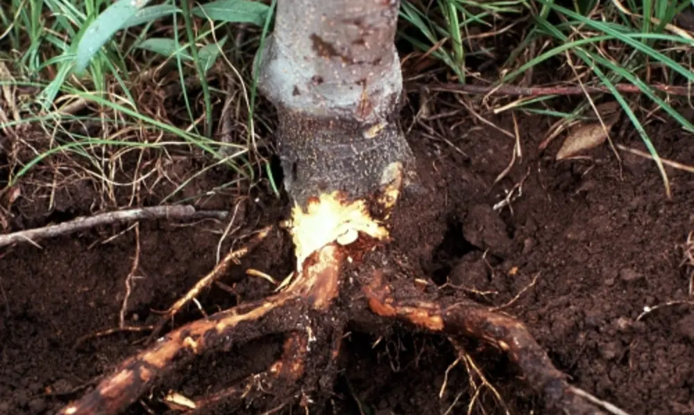 Peeacelily | Sugar Water for Peace Lily – Myth or Growth Hack? 2. Pathogen Outbreaks and Root Rot