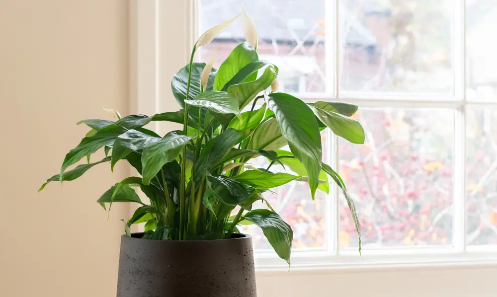 Peeacelily | Sugar Water for Peace Lily – Myth or Growth Hack? Optimize Your Lighting and Hydration