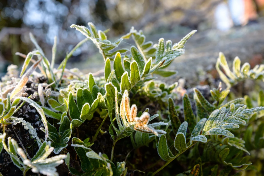 When is the best time to seed in winter?