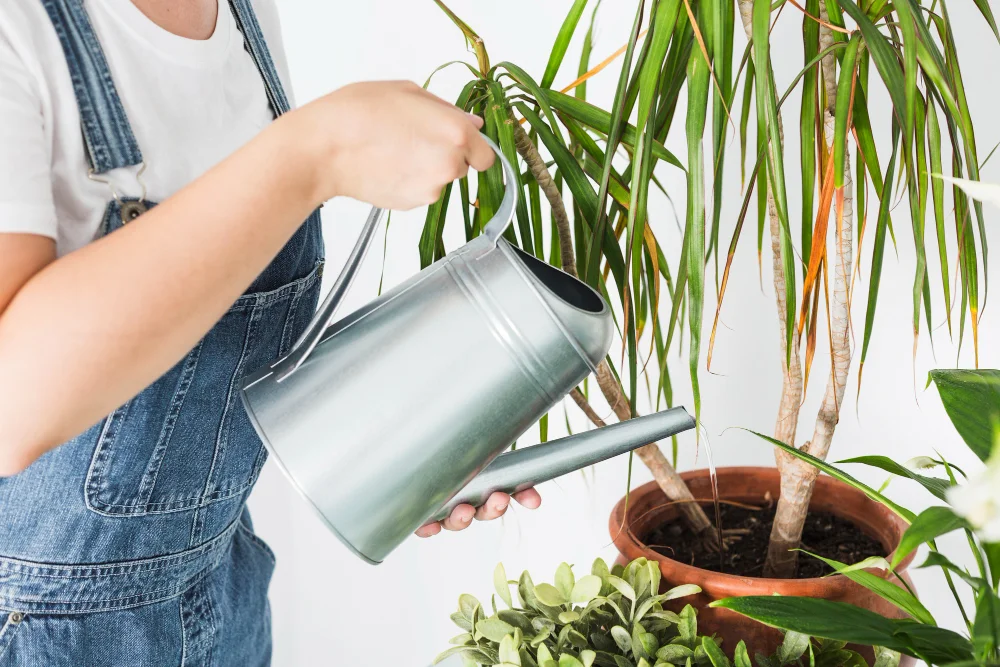 Firecracker Plant Care Tips: Common Mistakes to Avoid