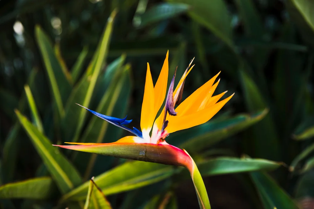 White Bird of Paradise Plant Care: Watering Schedule and Soil Needs