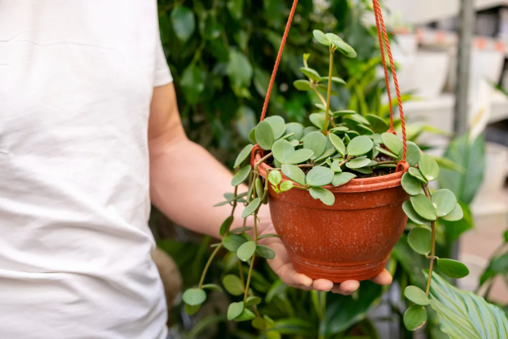 Temperature and Humidity Considerations