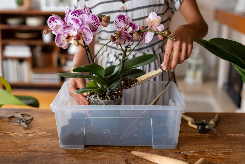 Butterwort Plant Care: Light, Soil, and Location