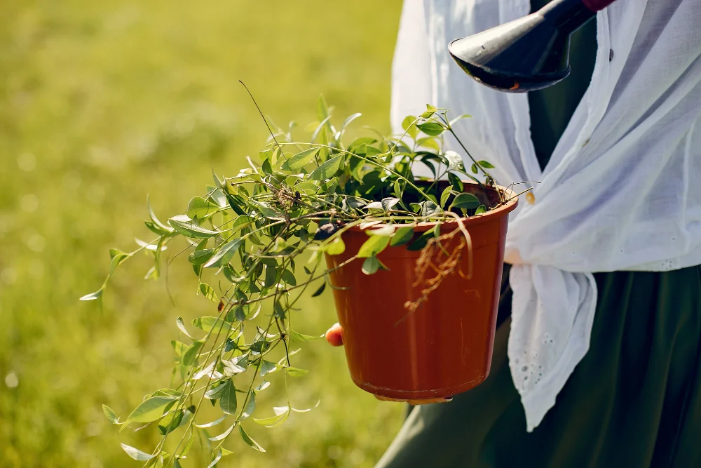 Light Requirements for Rosary Vine Plant Care
