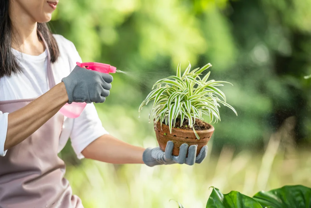 Watering Routine: Keep the Balance Right