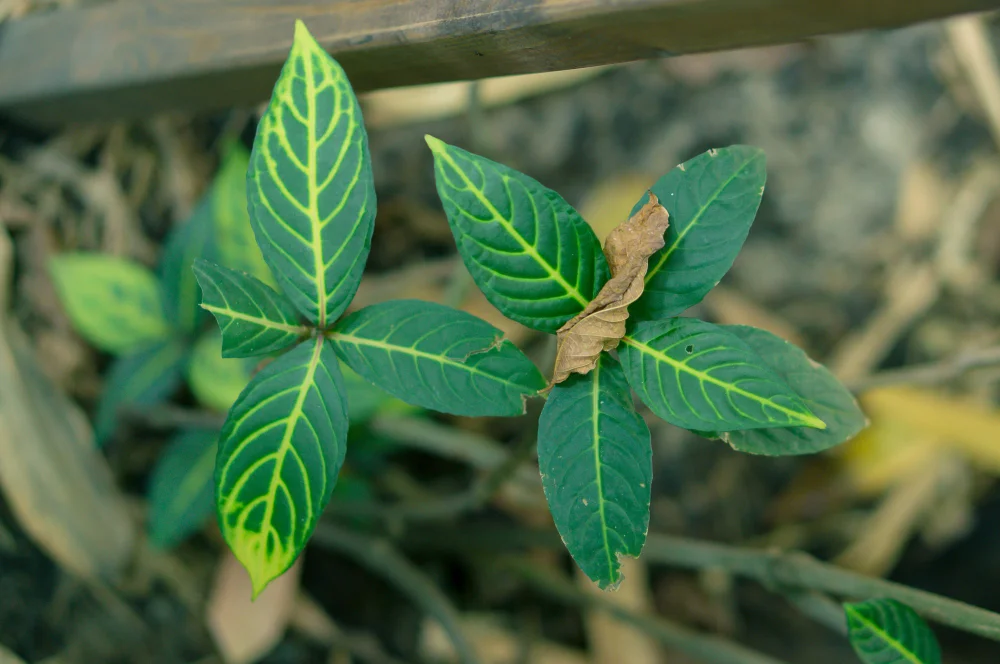 Environmental Sustainability