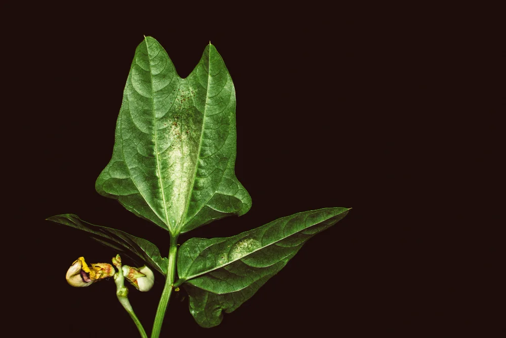 Mannacote vs Traditional Fertilizers