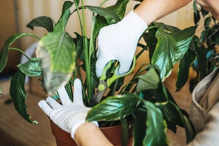 How to Fix Brown Tips on Peace Lily Leaves