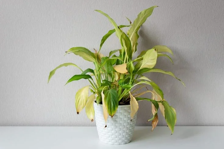 How to Revive a Yellowing Peace Lily