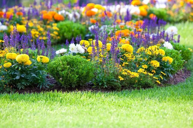 Designing a Garden with Perennial Flowers That Bloom All Summer