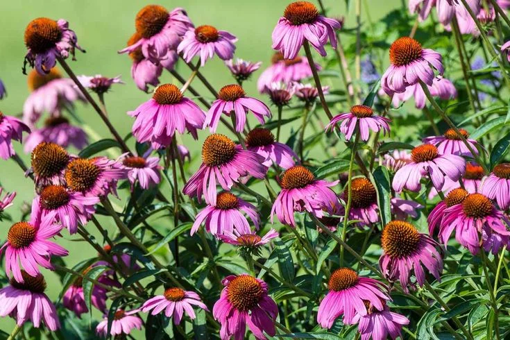 Understanding All Summer Bloom Flowers