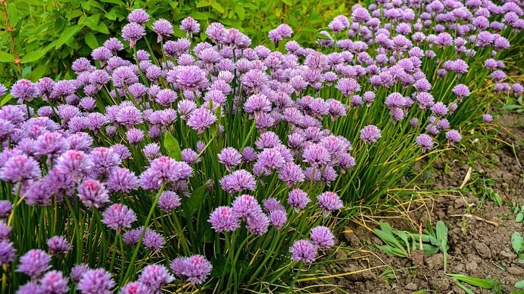 Understanding Flowers on Garlic Plants