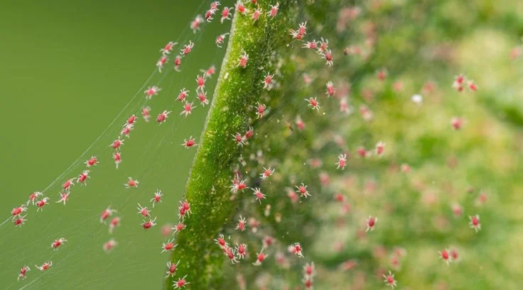 How to Confirm Spider Mite Infestation
