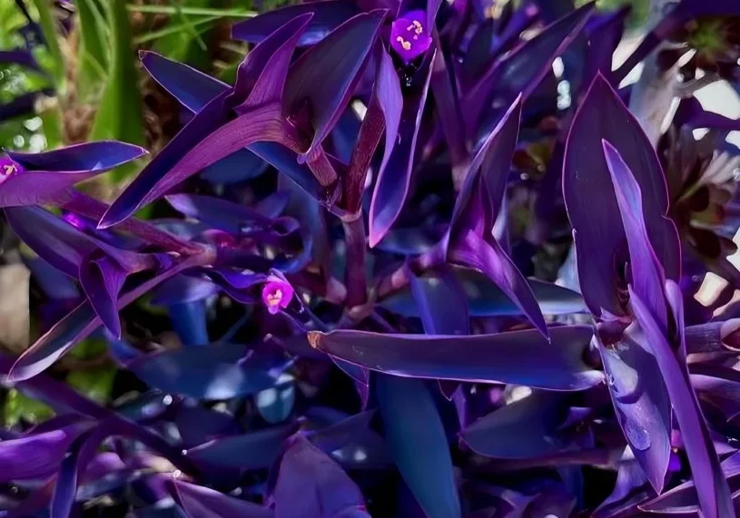 15 Jew cuttings Purple Heart Wandering Tradescantia Pallida Purpurea Around 4_-8_ Long