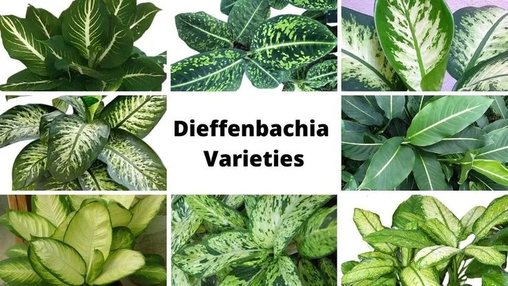 Dieffenbachia Plant: Decorating with Dieffenbachia