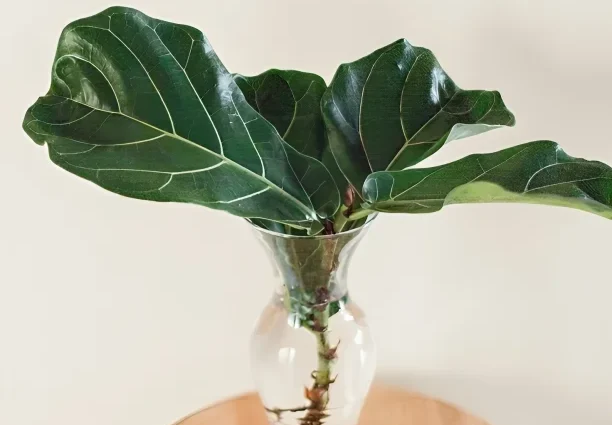 Fiddle Fig Underwatering & Dry Air