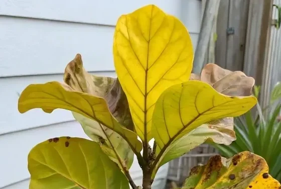 How to Prevent Fiddle Fig Leaves Fall in the Future
