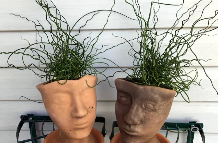 Step-by-Step DIY Example: Creating a Planter Hairstyle