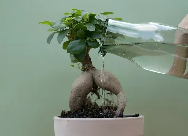 Signs of Overwatering vs Underwatering