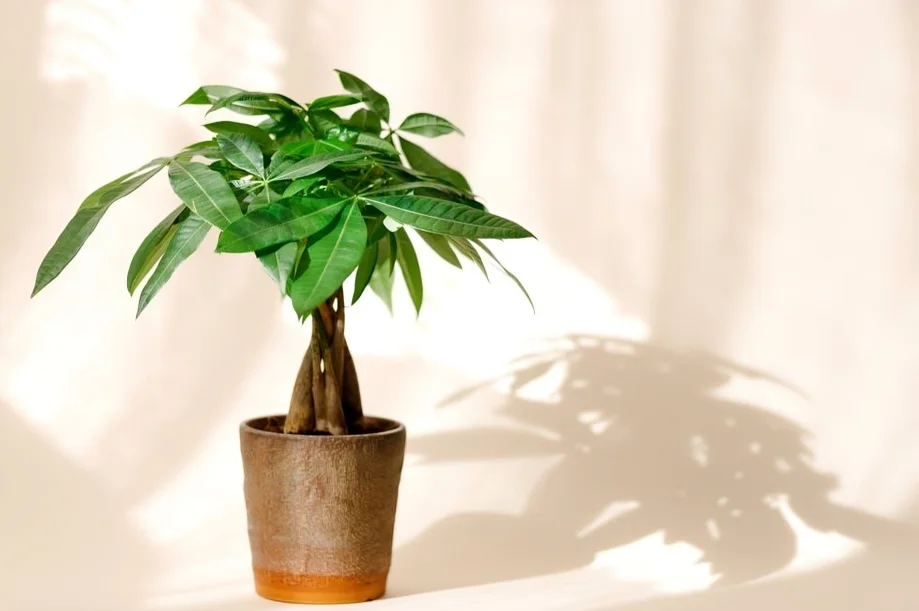 Money trees are tropical plants that naturally grow in wetlands
