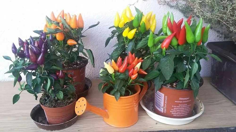 When Not to Eat Decorative Peppers