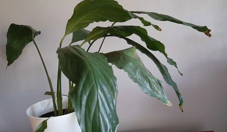 Why Peace Lily Tips Are Brown
