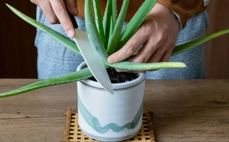Best Methods for Aloe Vera Propagation