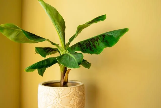 Understanding Banana Tree Nutritional Needs