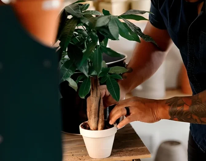 Man check soil of money tree