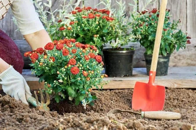 Key Tips for Growing a Diverse Flower Garden