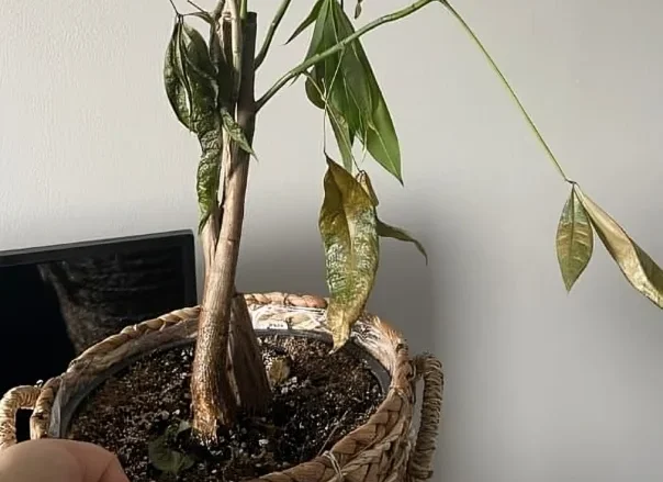 Factors Affecting How Often to Water Money Tree