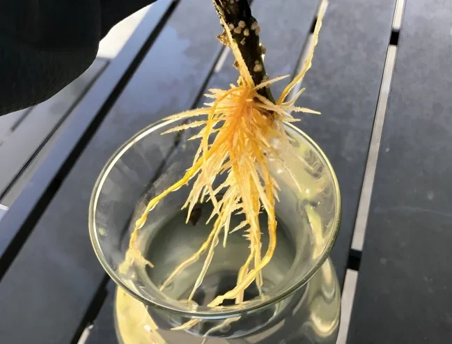 Fiddle Fig Root-Bound Stress