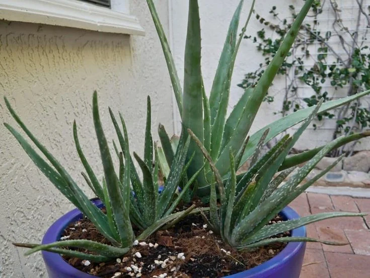 What Is the Aloe Care Plant?