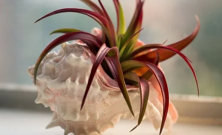 How to Display Tillandsia Air Plants Creatively