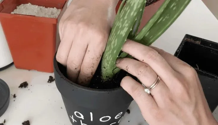 Potting and Repotting Aloe Vera