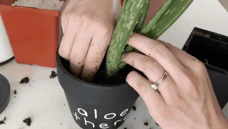 Aftercare Tips for Repotted Aloe Vera