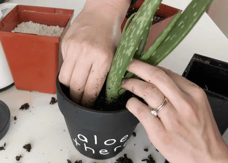 5. Position the Plant in the New Pot