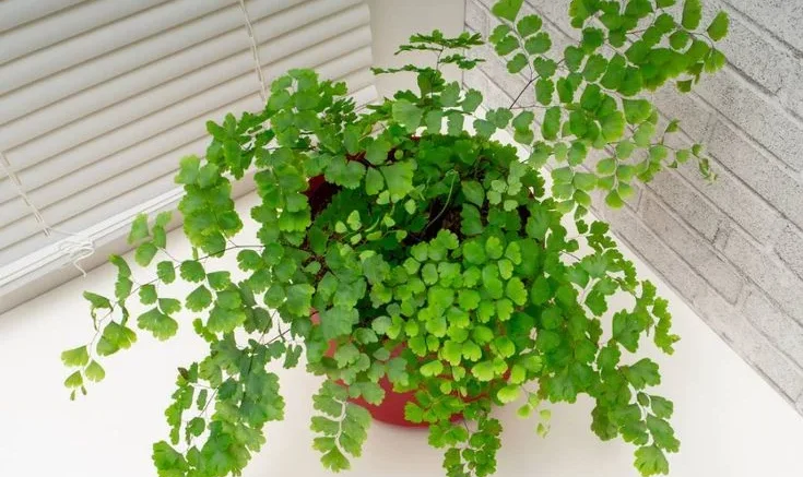 Appearance and Growth Habit of Adiantum Ferns