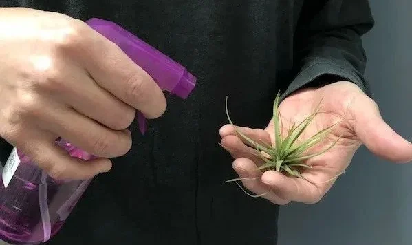 2. Choosing the Right Pot and Soil