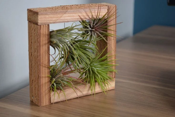 Creative Ways to Display Air Plants Indoors