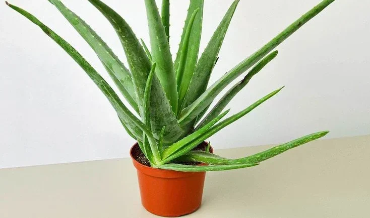 Benefits of Aloe Vera Plant Inside Your Home