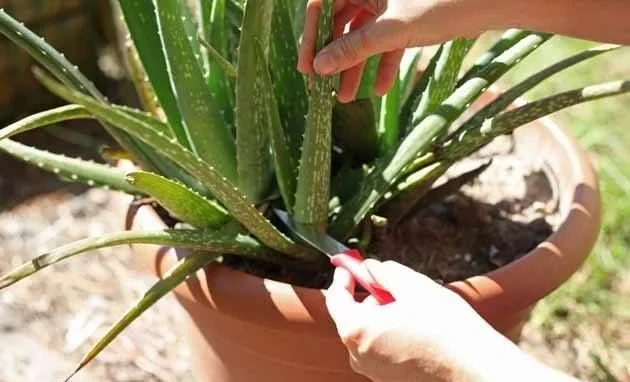 Benefits of Replanting Aloe Vera Plant