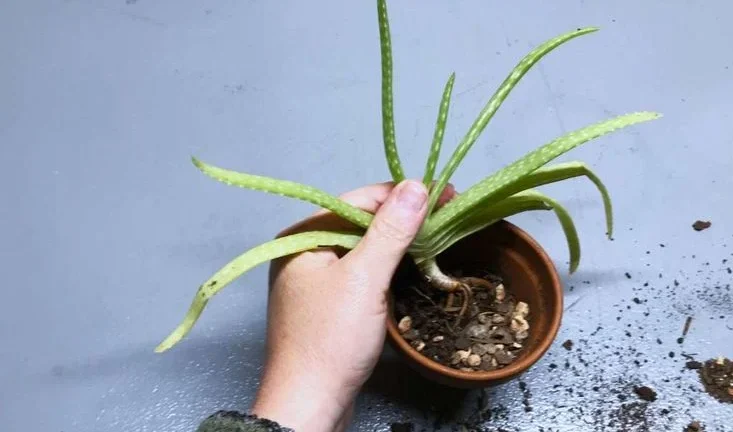 Best Time for Replanting Aloe Vera Plant