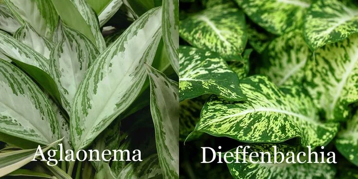 How to Care for a Dieffenbachia Plant