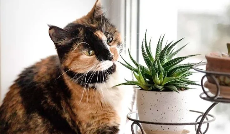 Myths About Aloe Vera and Cats