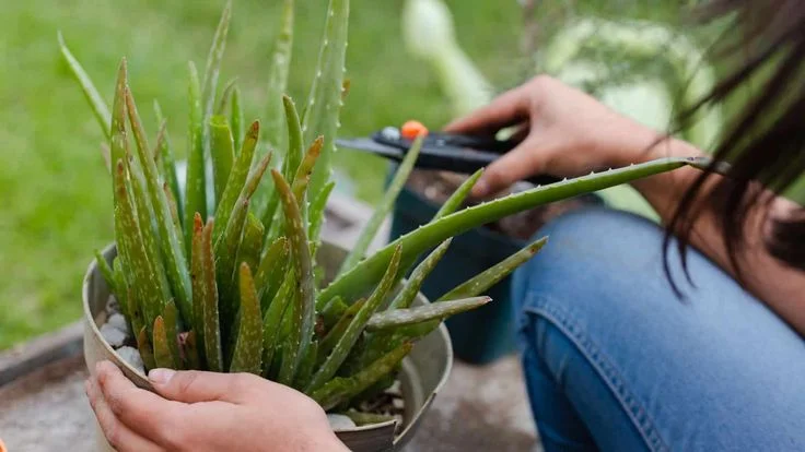 When Should You Trim an Aloe Vera Plant?