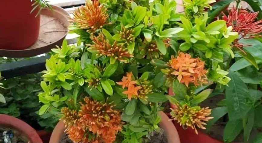 Why Fertilizer Is Important for Ixora Plants