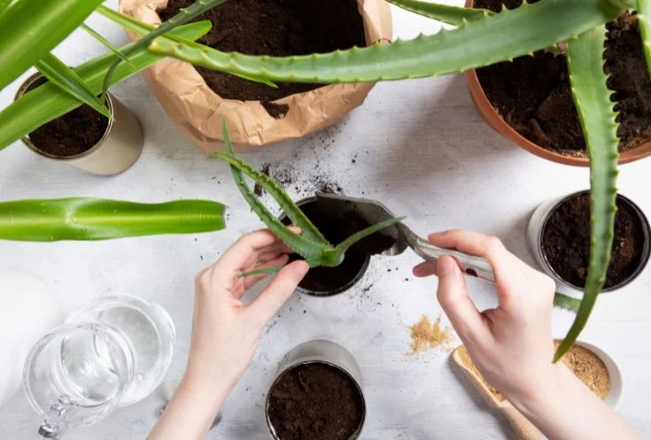 Soil and Potting